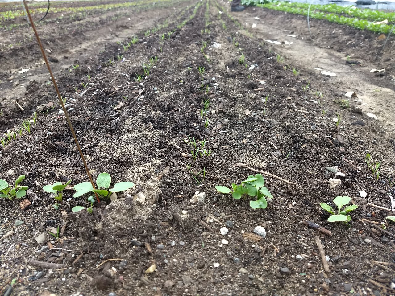 The radishes in the foreground were an indicator crop for these carrots to be flame weeded. 